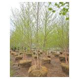 River Birch - Multistem