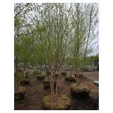 River Birch - Multistem