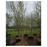 River Birch - Multistem