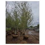 River Birch - Multistem