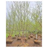 River Birch - Multistem