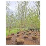River Birch - Multistem