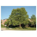 River Birch - Multistem
