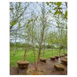River Birch - Multistem