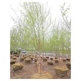 River Birch - Multistem