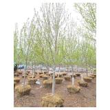 Autumn Blaze Maple