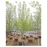 Autumn Blaze Maple