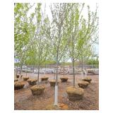 Autumn Blaze Maple