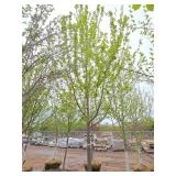 Autumn Blaze Maple