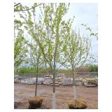 Autumn Blaze Maple