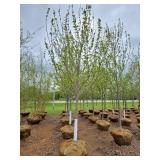Autumn Blaze Maple