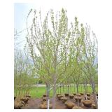 Autumn Blaze Maple