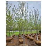 Autumn Blaze Maple