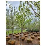 Autumn Blaze Maple