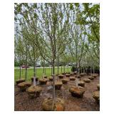 Autumn Blaze Maple