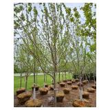 Autumn Blaze Maple