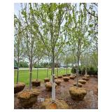 Autumn Blaze Maple