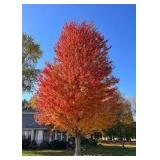 Autumn Blaze Maple