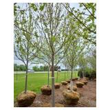 Autumn Blaze Maple