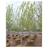 Autumn Blaze Maple