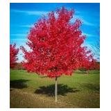 Autumn Blaze Maple