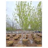 Autumn Blaze Maple