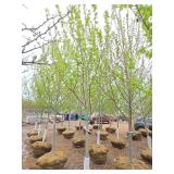 Autumn Blaze Maple