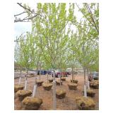 Autumn Blaze Maple