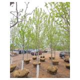 Autumn Blaze Maple