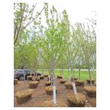 Autumn Blaze Maple