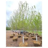 Autumn Blaze Maple