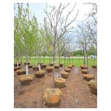Locust tree