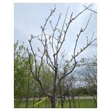 Locust tree