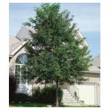 Locust tree