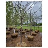 Locust tree