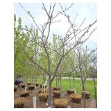 Locust tree