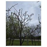 Locust tree