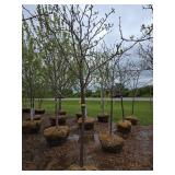 Locust tree