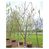 Locust tree