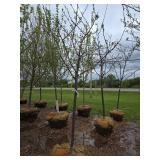 Locust tree