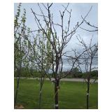 Locust tree