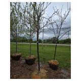 Locust tree