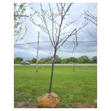 Locust tree