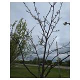Locust tree