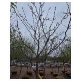 Locust tree