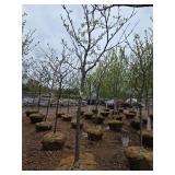 Locust tree