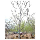 Locust tree