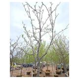 Locust tree