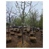 Locust tree