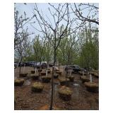 Locust tree